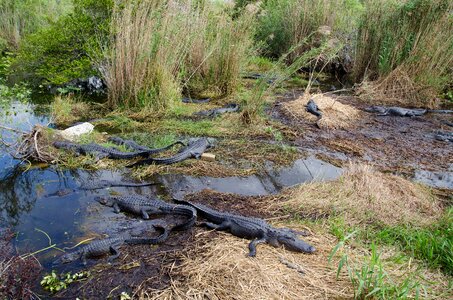 Florida swamp summer