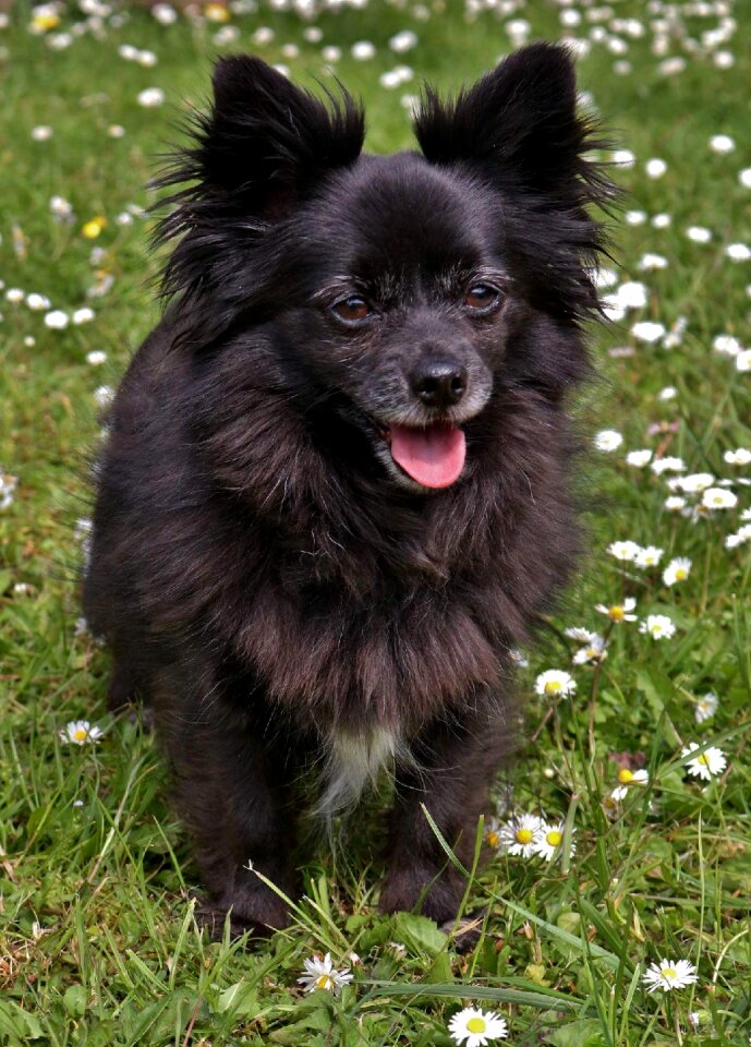 Small black dog miniature dog