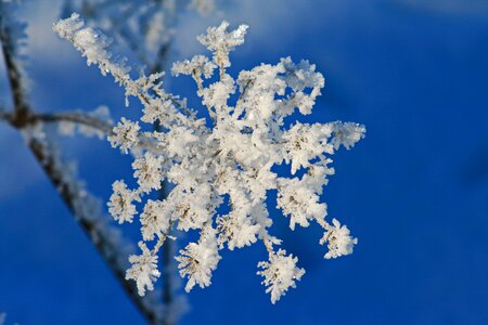 Snow sky branches photo