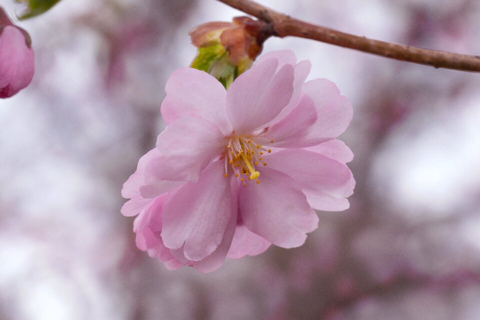 Inflorescence pink nature