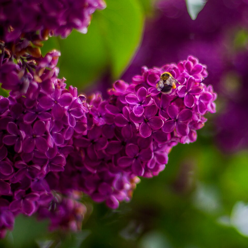 Purple flower lilac blossom branch lilac tree photo