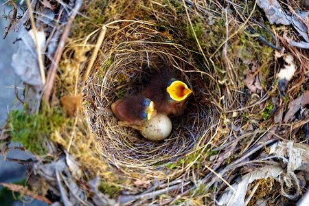 Baby nest bill