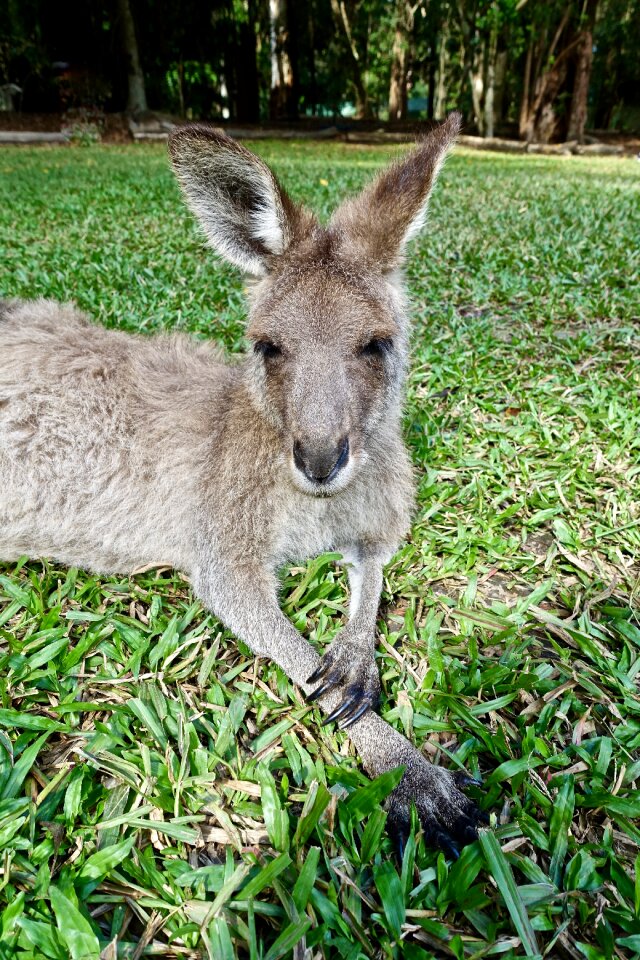 Sitting marsupial australia