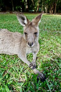 Sitting marsupial australia