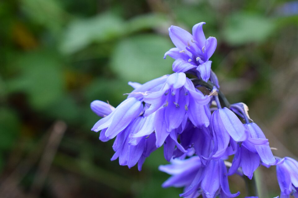 Nature spring plant