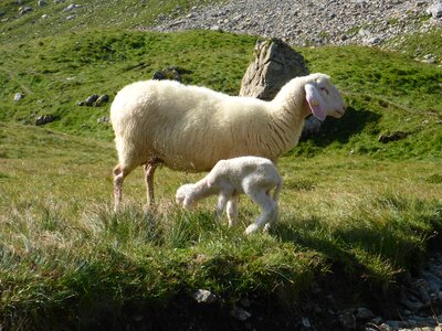 Meadow animals birth