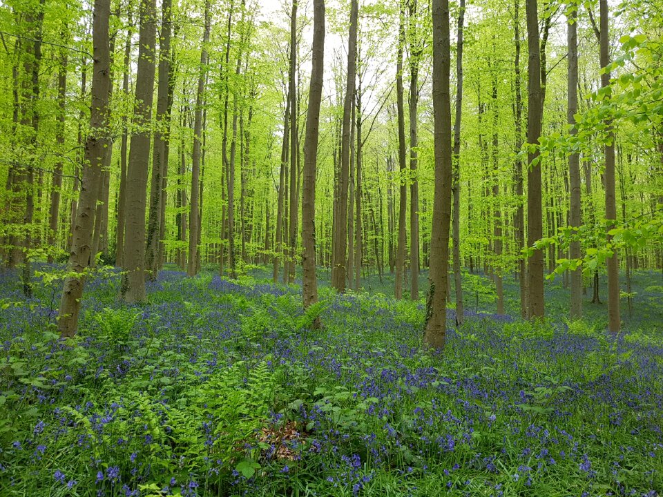 Nature wood scenic