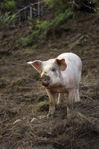 Agriculture livestock farming