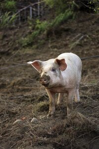 Agriculture livestock farming photo