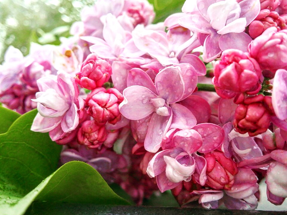 Nature plant summer