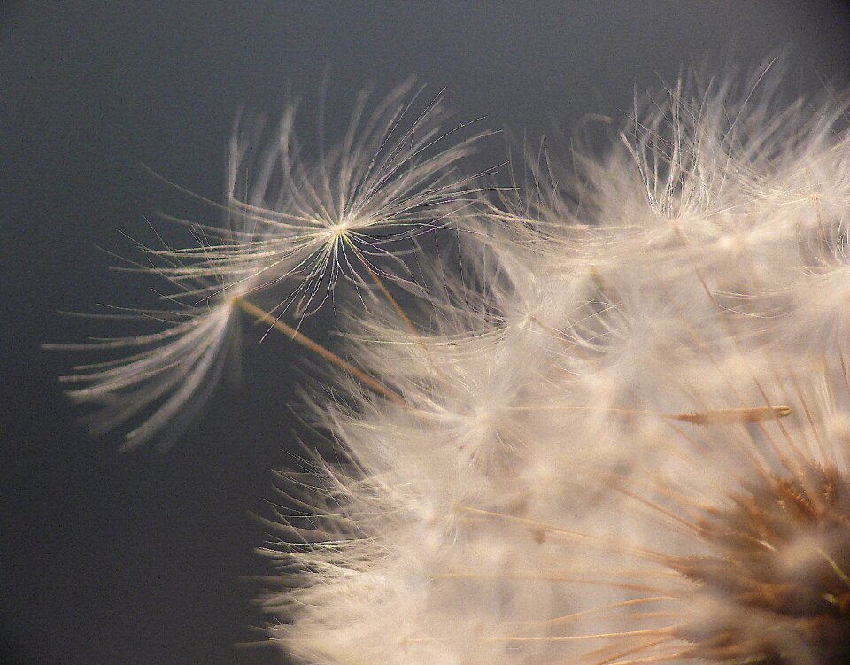 Pointed flower macro backlighting
