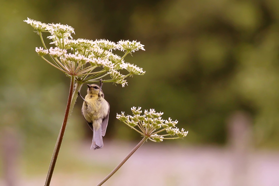 Nature animals birds