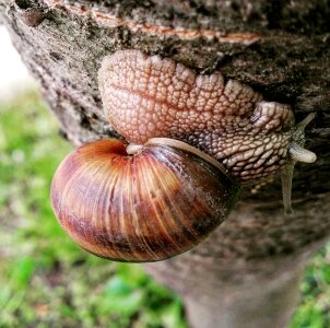 Slow inch snail shell photo