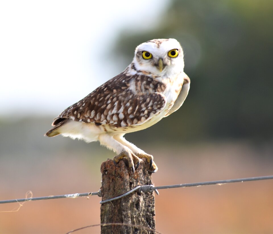 Bird animal fauna