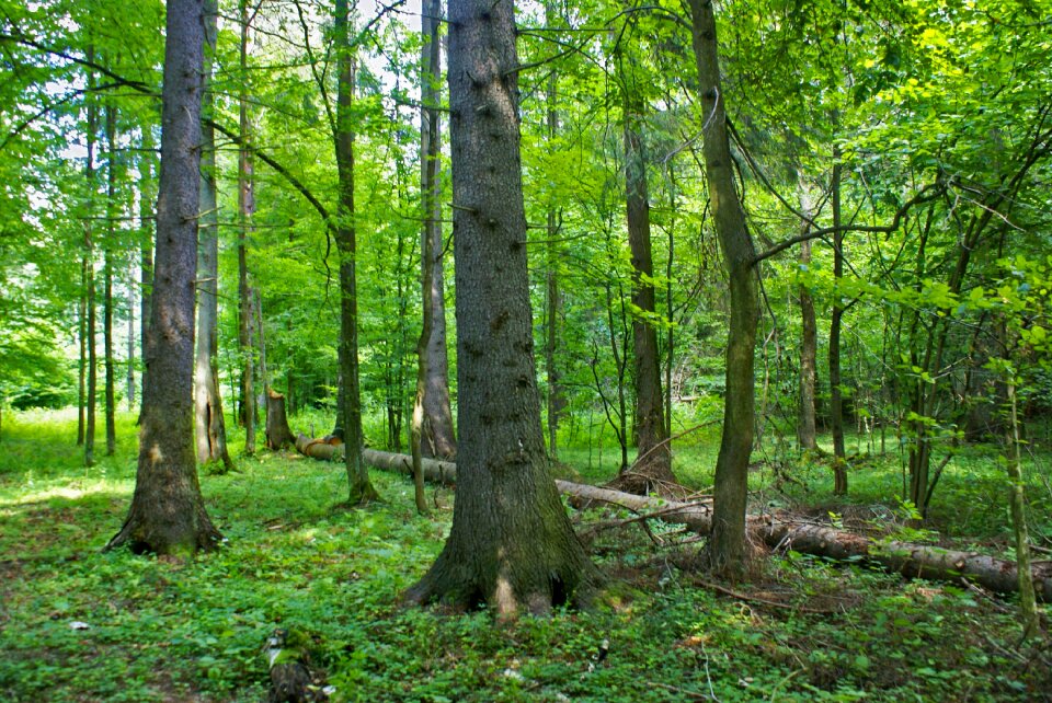Nature summer holidays