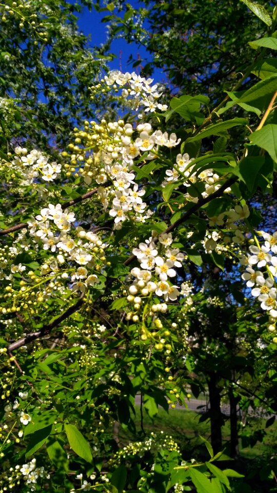Spring bloom greens