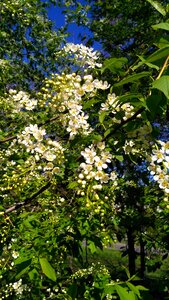 Spring bloom greens