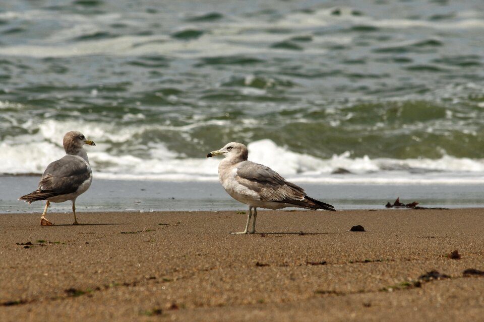Wave sea gull seagull