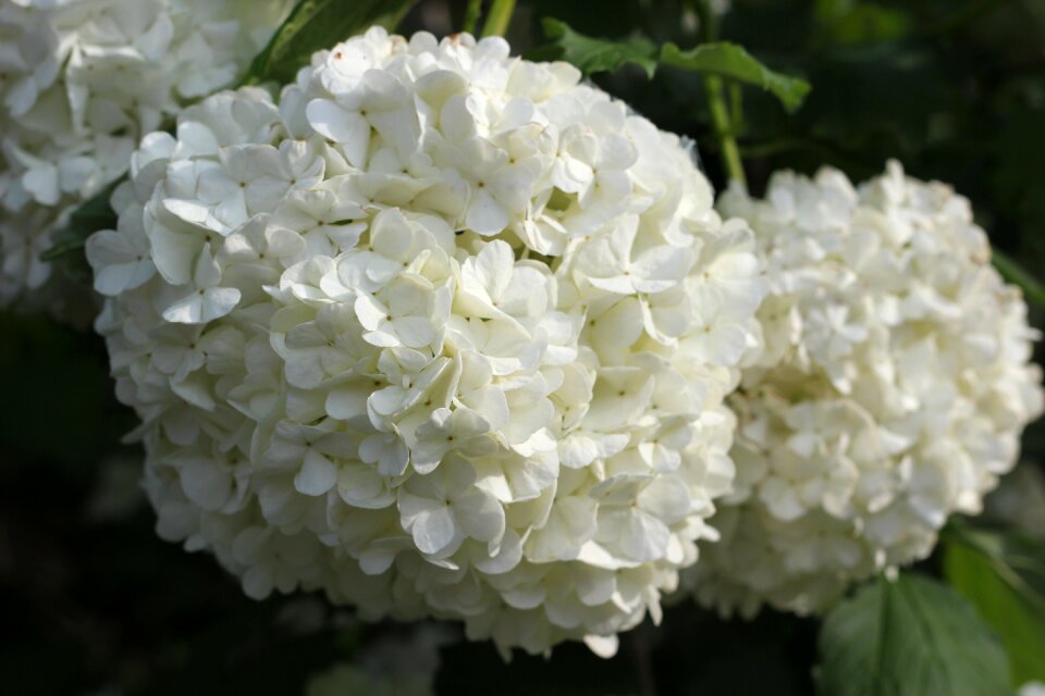 Blooming blossom spring