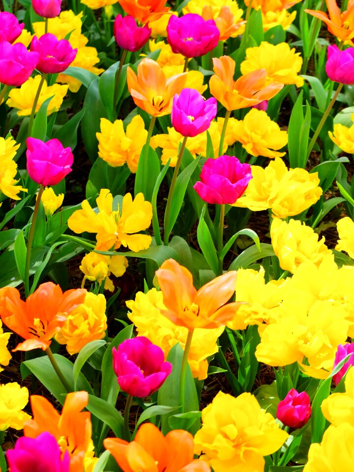 Flowers garden flower garden