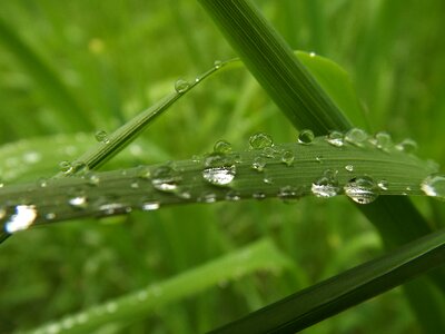 Drop of water grasses wet photo
