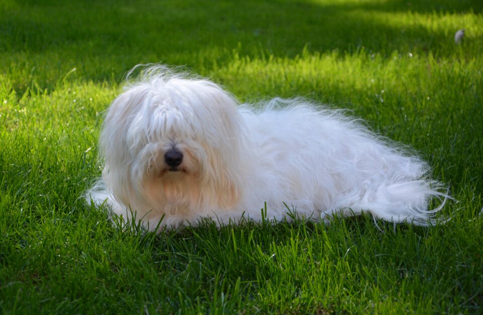 Domestic animal cute dog