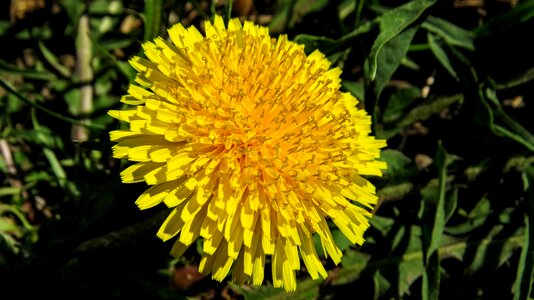Spring meadow flower plant