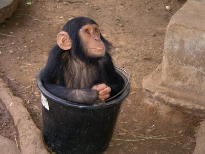 Monkey zoo africa