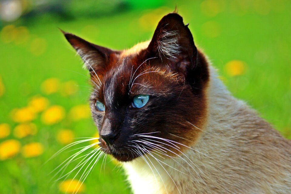 Siamese cat siamese mieze