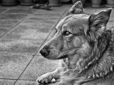 Pet friend animal