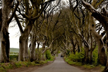 Hedges darkness