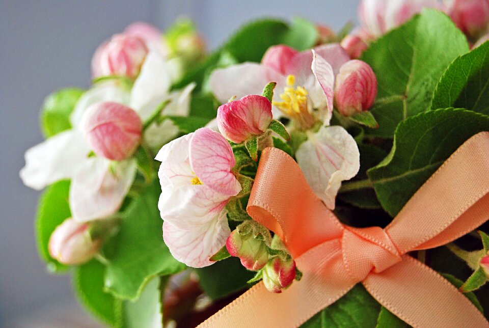 Spring blooming apple tree bloom