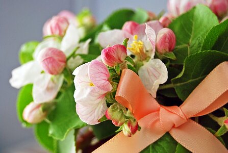 Spring blooming apple tree bloom