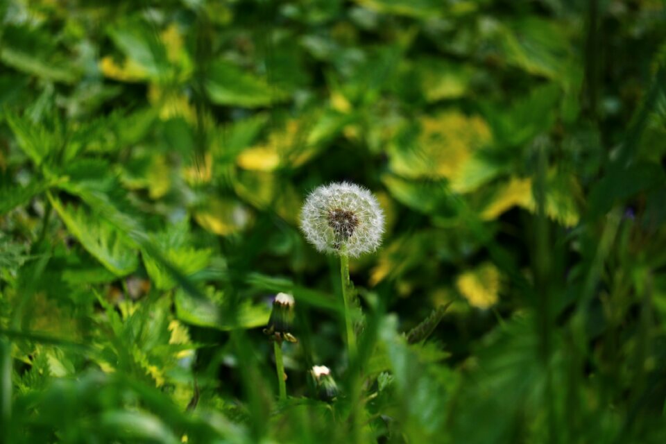 Spring nature bokeh