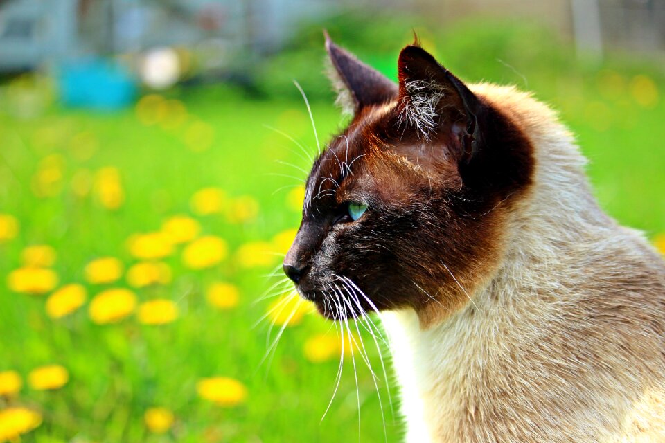 Breed cat siamese siamese cat photo