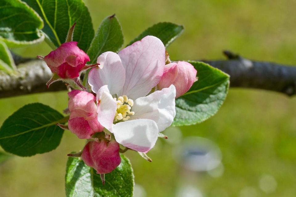 Blossom bloom nature