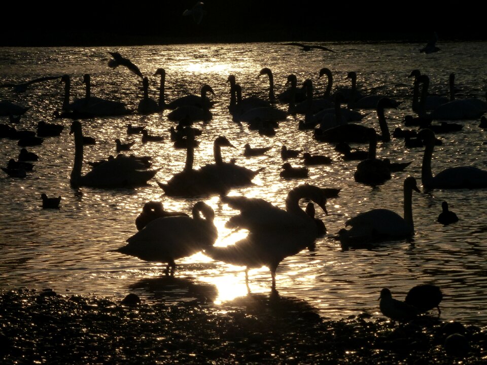 Swans water mirroring