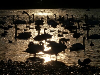 Swans water mirroring