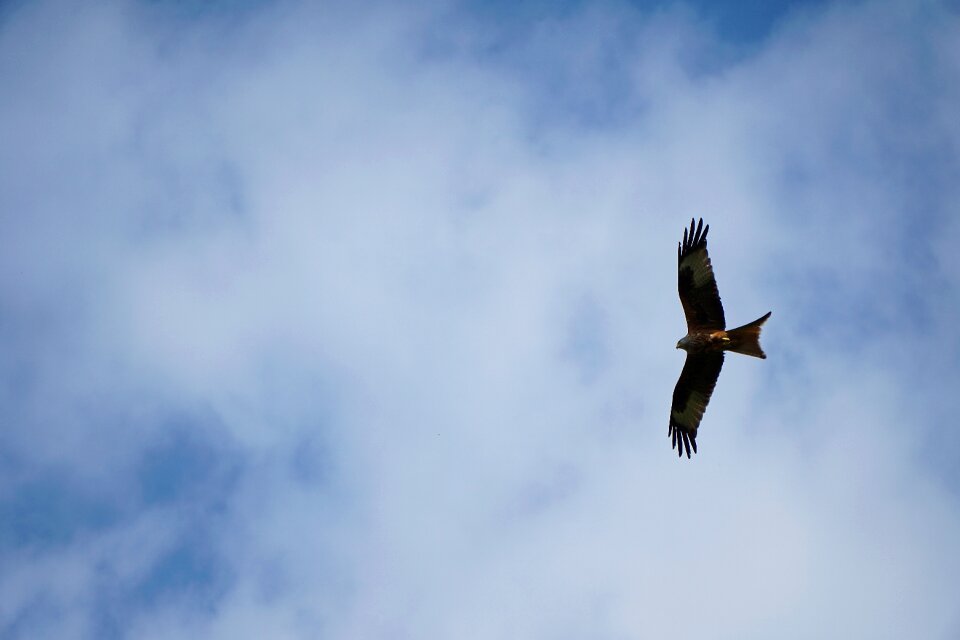 Bird raptor bird of prey photo