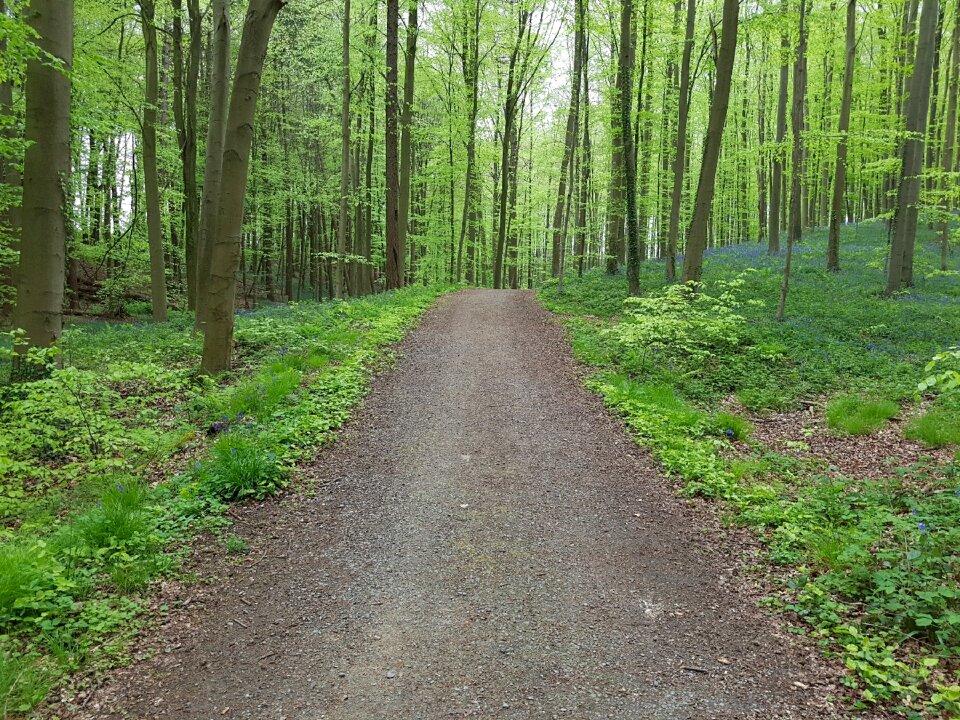 Nature wood scenic
