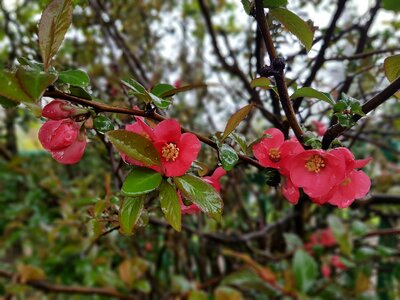 Flowers chaenomeles shrubs