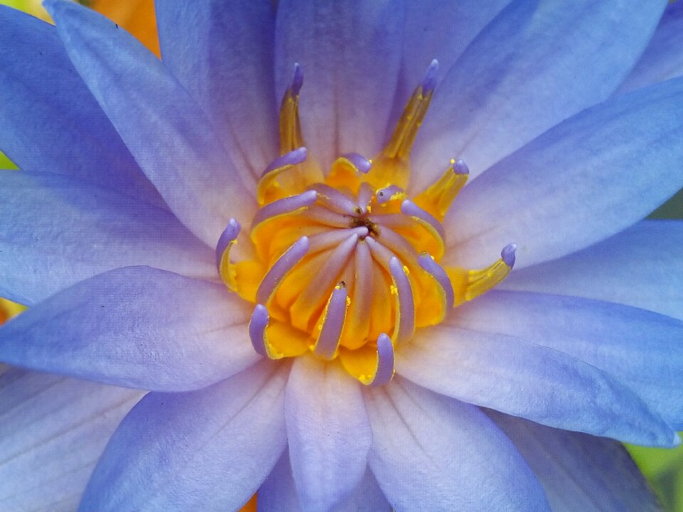 Flowers lotus lake purple lotus