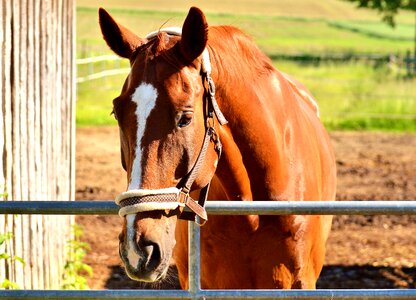 Brown animal world animal portrait