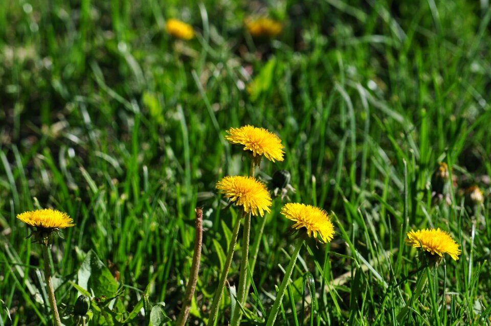 Flowers spring april photo