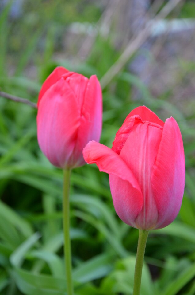 Nature close up early
