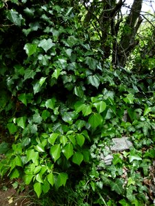Leaves dark green green