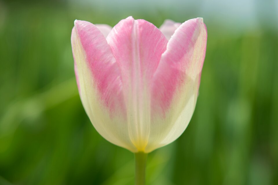 White spring flower