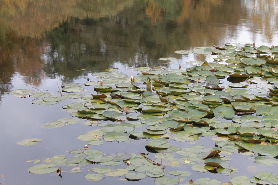 Reflections autumn water lily