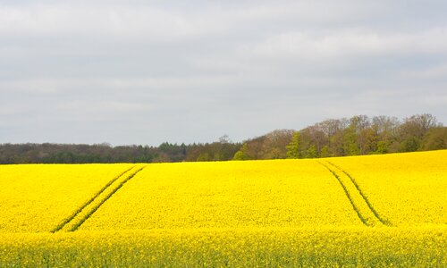 Spring field of rapeseeds mecklenburg