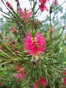 Feathery flower shrub photo